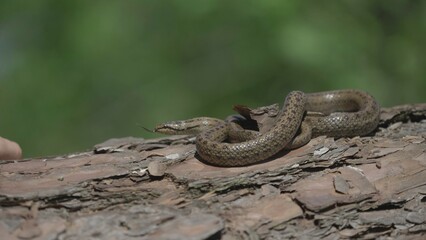 Naklejka na ściany i meble Smooth snake (Coronella austriaca) slowly crawling on a pine tree trunk