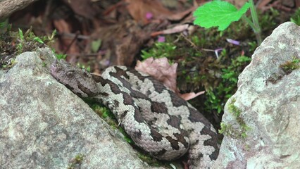 Obraz premium Close-up portrait of long nose horned sand viper (Vipera ammodytes) on a rock