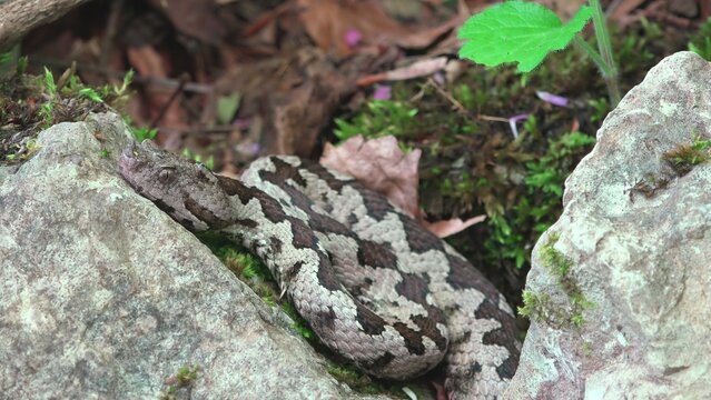 Close-up portrait of long nose horned sand viper (Vipera ammodytes) on a rock