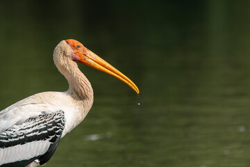 A painted stork drinking water from Kaveri river inside Ranganathittu Bird sanctuary on the outskirts of Mysore during a boat ride