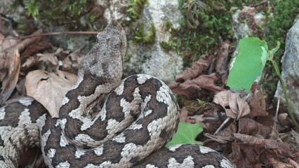 Horned viper difficult to be seen while staying completely still