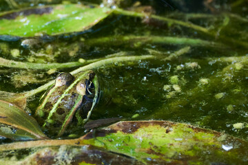 Frog