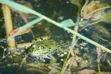 Frog