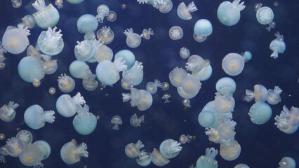 Many white jellyfish float in the deep dark blue water