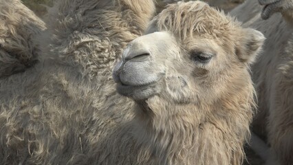 Bactrian camel (Camelus bactrianus) portrait