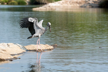 An asian open-bill stork drinking water from Kaveri river inside Ranganathittu Bird Sanctuary during a boat ride.