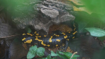 Fire salamander (Salamandra salamandra) on forest ground before hibernation