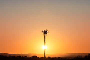 Fototapeta premium tree silhouette during stunning cloudless colorful sunset