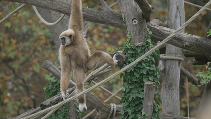 White-handed gibbon (Hylobates lar) acrobatics in the trees at zoo