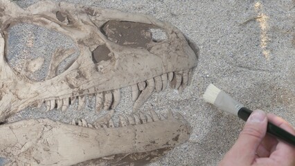Paleontologist hand brushes dinosaur skull fossil in the sand