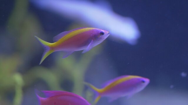 Reef yellowstriped fairy basslet (Pseudanthias tuka) fish