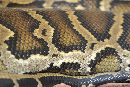 Close-up detail of python snake skin