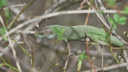 Naklejka na ściany i meble Hand trying to catch green lizard (Lacerta viridis) in a bush