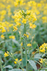 Obraz premium Mist drenched mustard flowers in beautiful gardens