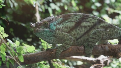 The great Parson's chameleon (Calumma parsonii) on a branch in tropical forest