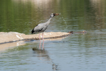 An asian open-bill stork drinking water from Kaveri river inside Ranganathittu Bird Sanctuary during a boat ride.