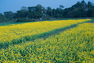 Yellow flowers of mustard field with blue sky