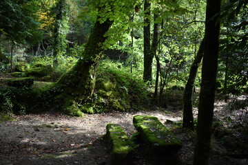 arborizar, natureza, árvore, árvore, verde, caminho, madeira, paisagem, parque, verão, madeira, folha, cercar, floresta húmida, natural, molhar, senda, ao ar livre, primavera, bêbado, folhagem, desert