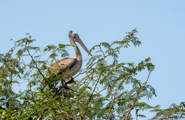 A group of pelicans feeding on fishes in the Cauvery river inside Ranganathittu Bird Sanctuary during a boat ride