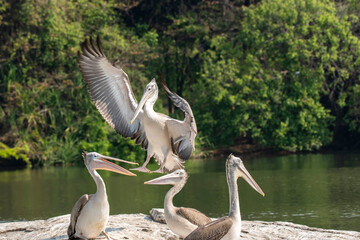 A group of pelicans feeding on fishes in the Cauvery river inside Ranganathittu Bird Sanctuary during a boat ride