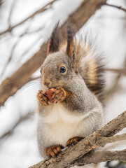 The squirrel with nut sits on tree in the winter or late autumn