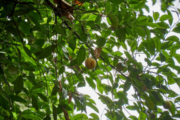 The nutmeg tree grows and bears fruit - obrazy, fototapety, plakaty