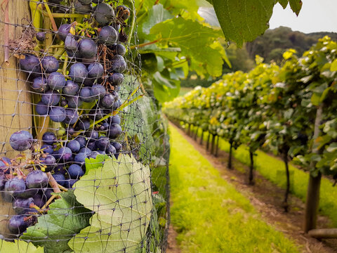 Close up of red grapes (Pinot Noir Precoce) ready for harvesting on a small vineyard