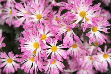a Pink chrysanthemums with on a blurry background close-up.