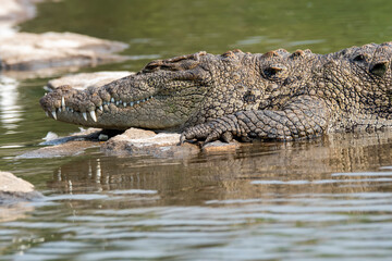 A magar crocodile sun bathing on th ebanks of Cauvery River inside Ranganathittu Bird Sanctuary during a boating.