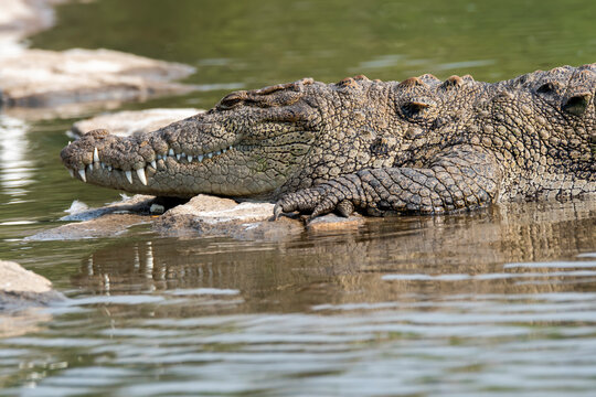 A magar crocodile sun bathing on th ebanks of Cauvery River inside Ranganathittu Bird Sanctuary during a boating.