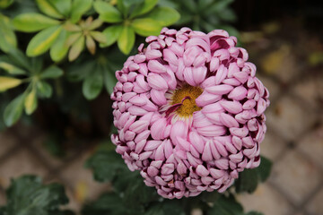 a Pink chrysanthemums with a yellow core on a blurry background close-up.