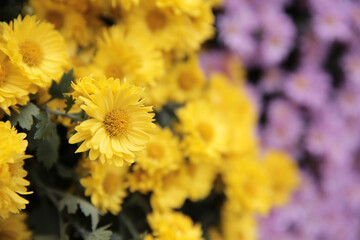 a closeup beautiful yellow chrysanthemum flower in the garden,