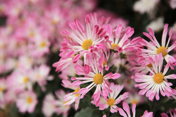 Obraz premium a Pink chrysanthemums with on a blurry background close-up.