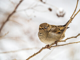 Sparrow sits on a branch without leaves.