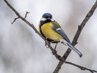 Fototapeta premium Cute bird Great tit, songbird sitting on a branch without leaves in the autumn or winter.