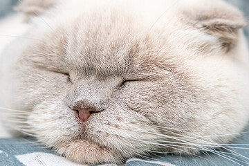 Funny short haired domestic white British cat sleeping indoor at home. Kitten resting and relax on blue sofa. Pet care and animals concept