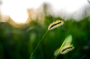 Setaria viridis in the park.