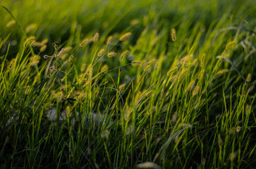 Setaria viridis in the park.