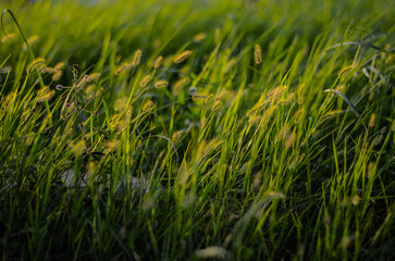 Setaria viridis in the park.