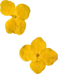 Yellow Flat Pressed and Dried Isolated Hydrangea Flowers