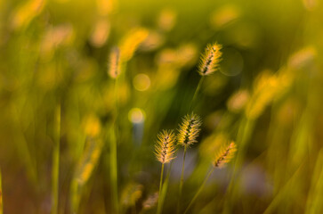 Setaria viridis in the park.