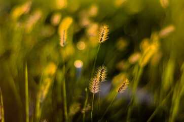 Setaria viridis in the park.