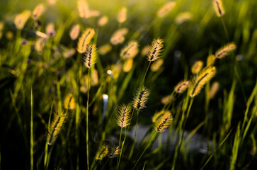 Setaria viridis in the park.