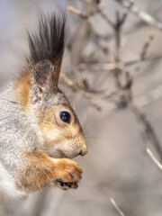Naklejka na ściany i meble The squirrel with nut sits on tree in the winter or late autumn. Portrait of the squirrel close-up