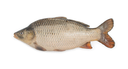 Carp fish isolated on a white background, side view.