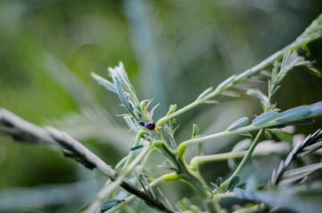 ladybug insect ladybird