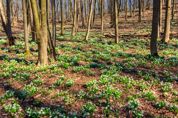 White snowdrop flowers (Galanthus nivalis) in a spring forest