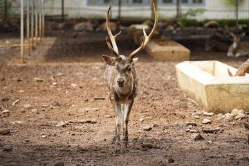 The Spotted Deer is in a breeding cage