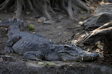 Foto op Canvas The thai crocodile rest on the garden © pumppump