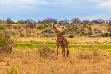 Giraffe in savanna in Tarangire national park in Tanzania. Wild nature of Tanzania, East Africa